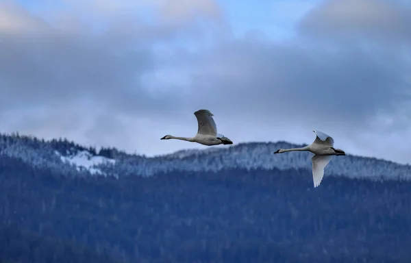 Par Trompetista Cisnes Voando Montanha Nevada Distância — Fotografia de Stock