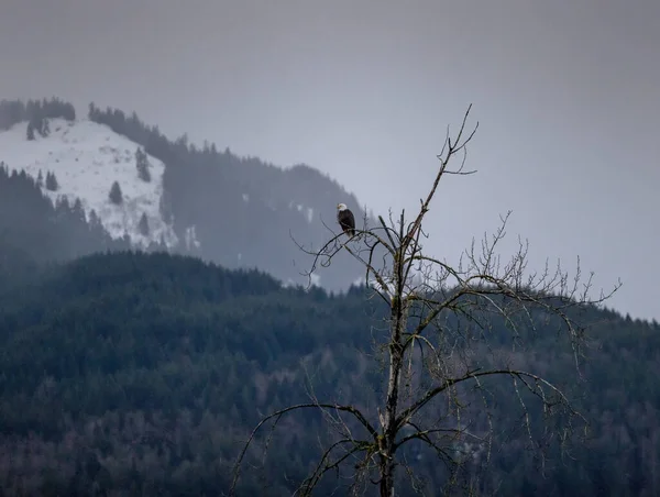 Bald Eagle Fjärran Uppe Träd Snöiga Berg Fjärran — Stockfoto