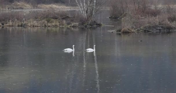 トランペッター白鳥のペア湖で泳いで — ストック動画