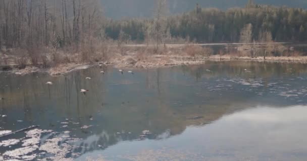 Stado Gęsi Kanadyjskich Branta Canadensis Lądujące Jeziorze — Wideo stockowe