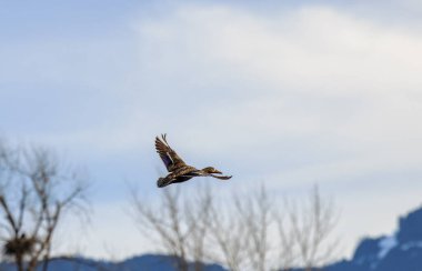 Bir kış sabahı gölün üzerinde uçan ördek, arka planda kel kartal yuvaları