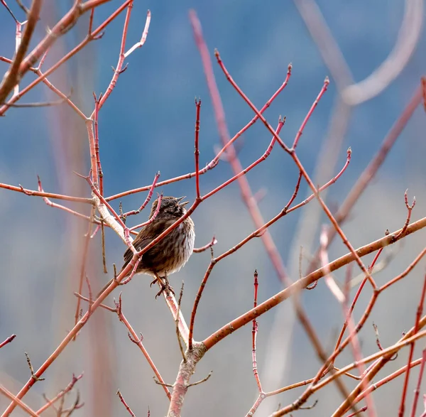 Sumpfsperling Melospiza Georgiana Zwitschert Während Auf Einem Ast Hockt — Stockfoto