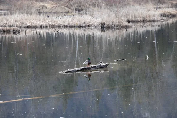 Canard Colvert Unique Perché Sur Une Bille Flottante — Photo