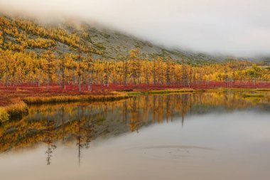 Sarı tarla ağaçları sisli bir sonbahar sabahı bir dağ gölünün yanında.