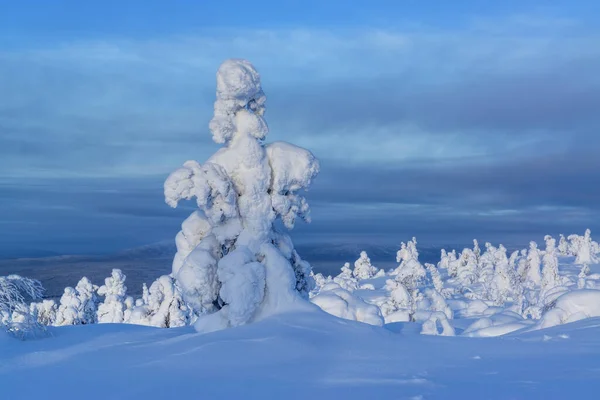 Árboles Cubiertos Nieve Las Montañas Día Soleado Península Kola Rusia —  Fotos de Stock