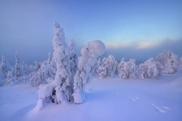 Árboles Nieve Laderas Montaña Laponia Finlandia —  Fotos de Stock