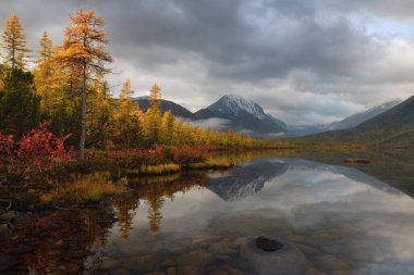 Bulutlu bir sonbahar sabahı, bir dağ gölünün kıyısındaki sarı tarla ağaçları.
