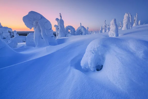 フィンランドのラップランドにある山の斜面の雪の木 — ストック写真