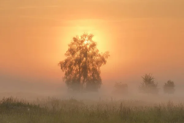 Одинокое Дерево Поле Тумане Ранним Солнечным Утром — стоковое фото