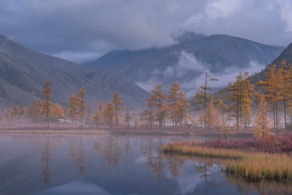 Желтая Лиственница Туманным Осенним Утром Горном Озере — стоковое фото