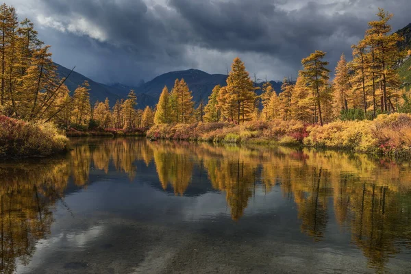 Arbres Jaunes Sur Rive Ruisseau Par Une Journée Ensoleillée Automne — Photo