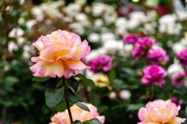 Güzel Daybreaker Floribunda Rose bulanık çiçekli arka planda.