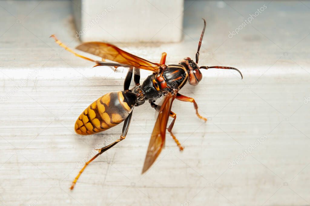 Close-up of Asian Giant Hornet or Japanese Giant Hornet (Vespa mandarinia japonica). In japanese it is known as the oosuzumebachi literally 