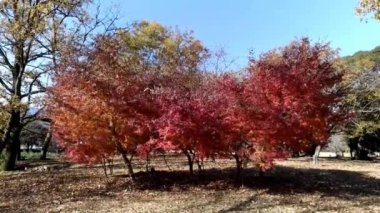 Japonya 'nın Fuji şehrindeki Hiromi Parkı' nda güzel Japon akçaağacı (Acer palmatum). Güzel güneşli bir sonbahar günü Yumuşak rüzgar ve mavi gökyüzü.