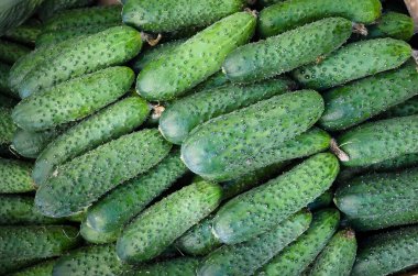 taze yeşil salatalık