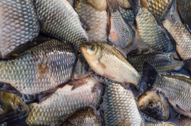 Piyasadaki taze sazan