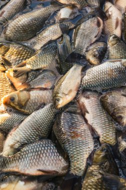 Piyasadaki taze sazan