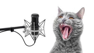 Çok yüksek sesle şarkı kedi