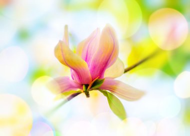 Manolya ağacı çiçek