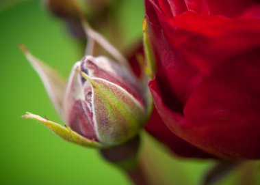 kırmızı gül, yakın çekim