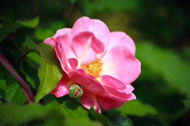 Bahçedeki pembe gül