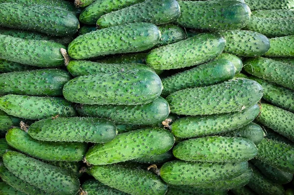 Fresh green cucumbers — Stock Photo, Image