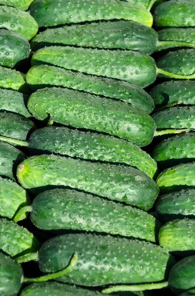 Frische grüne Gurken — Stockfoto