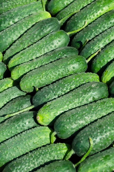 Зелений огірки свіжі — стокове фото