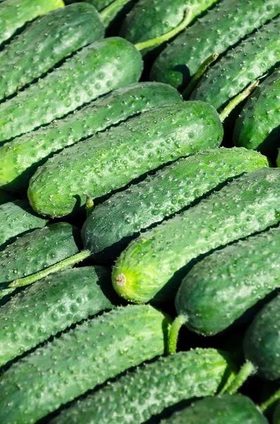 Fresh green cucumbers — Stock Photo, Image