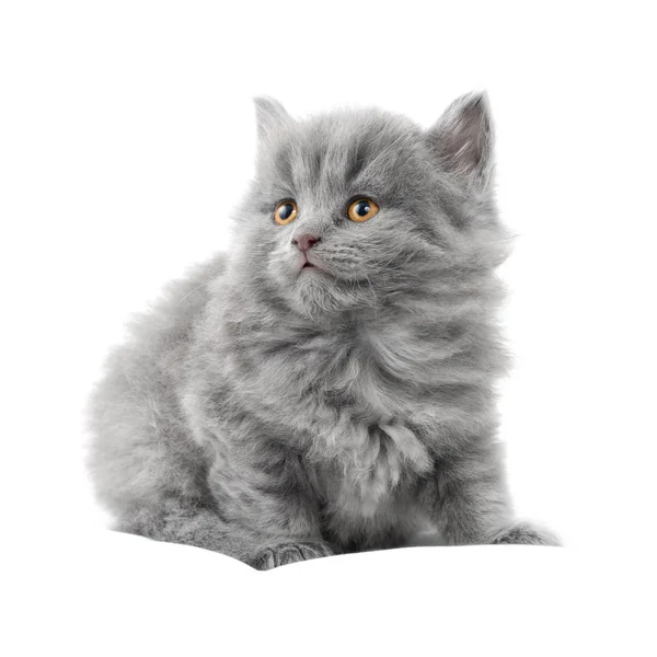 흰 배경에 있는 새끼 고양이 — 스톡 사진
