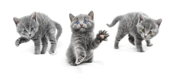 Junge Katzen sind in einer defensiven Position und bereit zum Attac — Stockfoto