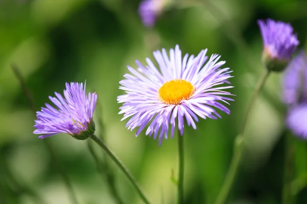 Erigeron speciosus Blume — Stockfoto