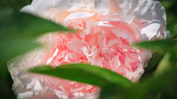 Pink peony, close up — Stock Photo, Image