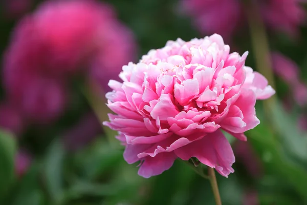 Rosa pion, närbild — Stockfoto