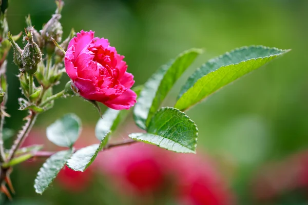 Mawar merah di taman — Stok Foto