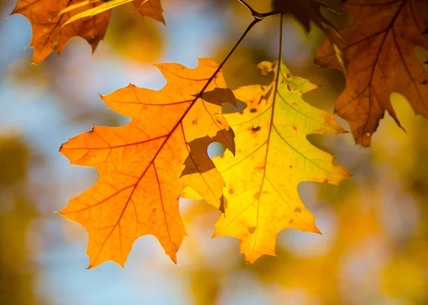 枝に黄色のオーク材の葉を乾燥します。 — ストック写真