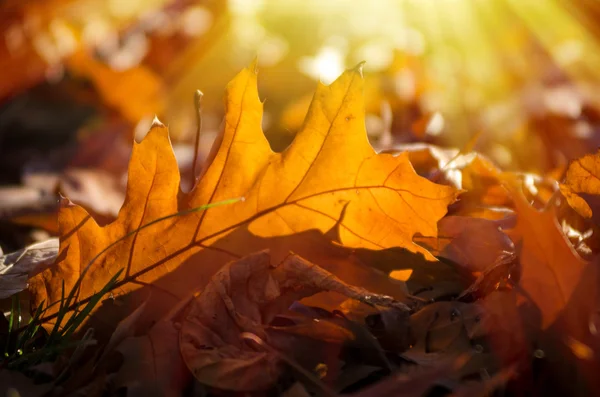 黄色オークの葉を乾燥 — ストック写真