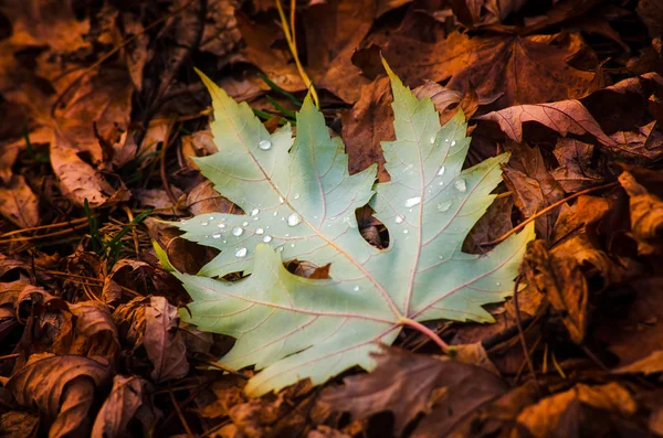 녹색 단풍나무 잎 — 스톡 사진
