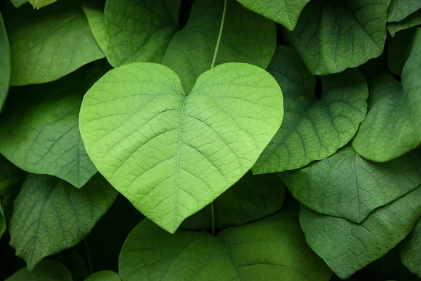 Folhas verdes exuberantes em forma de coração — Fotografia de Stock