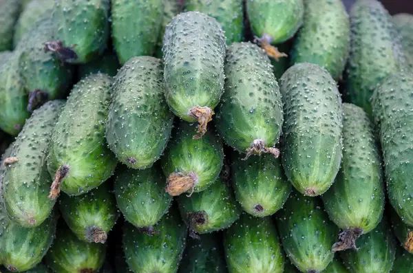 Fresh green cucumbers — Stock Photo, Image