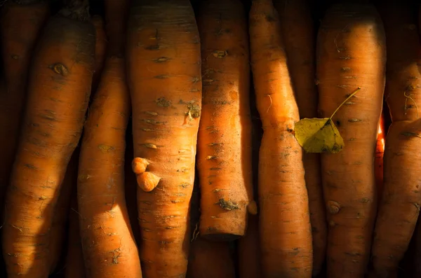 Carota biologica fresca Foto Stock Royalty Free