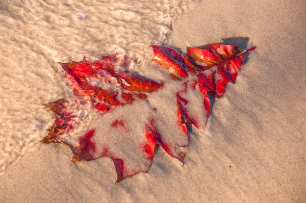 Fallna red oak leaf Stockbild