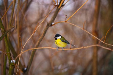 büyük baştankara (parus büyük)