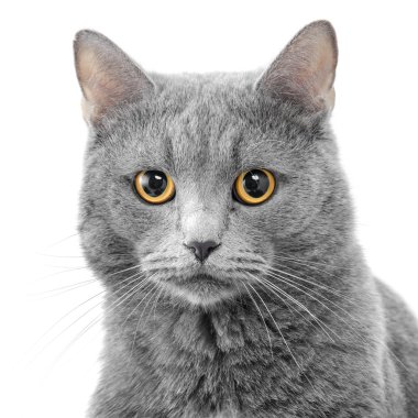 Beyaz arka plan üzerinde ciddi kedi