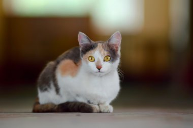 Şirin alaca kedi