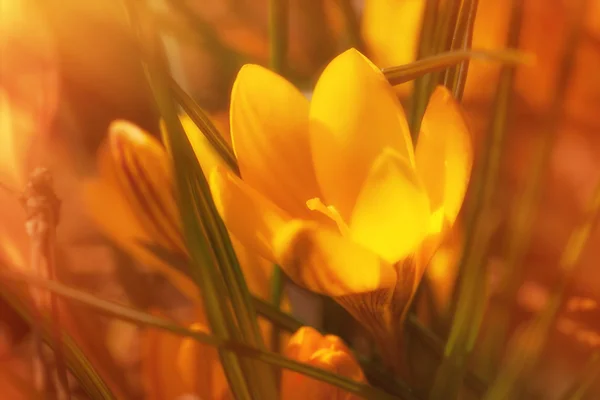 Crocus jaunes dans la forêt — Photo