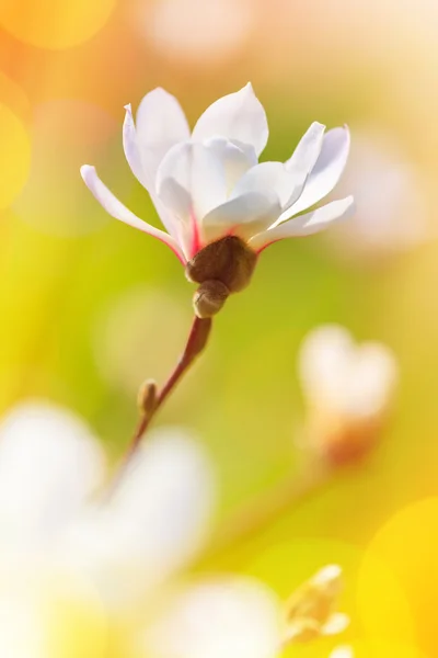 Magnolienblüte an einem sonnigen Frühlingstag — Stockfoto