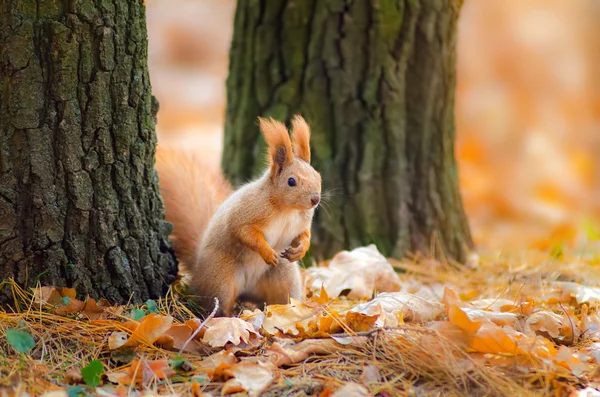 Zabawny, ciekawy wiewiórka — Zdjęcie stockowe