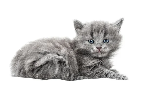 Små brittiska kattunge — Stockfoto