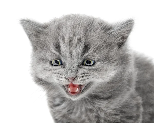 Kleine Britse kitten — Stockfoto